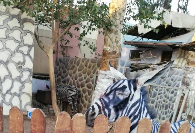 Ngựa vằn độc dị và sự thật khiến nhiều người ngã ngửa Ngựa vằn độc dị và sự thật khiến nhiều người ngã ngửa