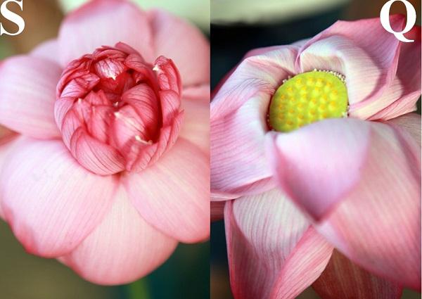 Anh chàng mua sen 3 lần bị lừa nhưng nghe người ta nói một câu, vẫn thấy Mình may chán