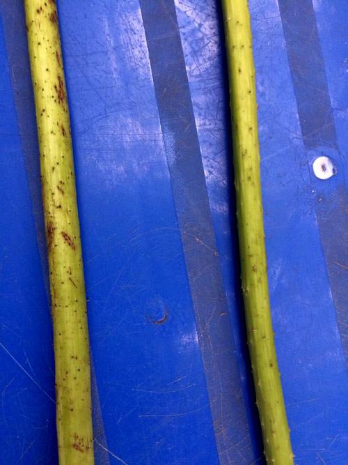 Anh chàng mua sen 3 lần bị lừa nhưng nghe người ta nói một câu, vẫn thấy Mình may chán