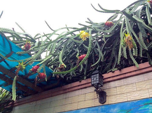 Chết cười với những thảm họa trái cây gốc nhà mình, quả lại mời hàng xóm xơi khiến khổ chủ phải đóng vai người phán xử