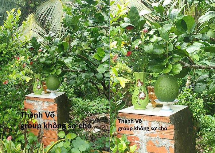 Chết cười với những thảm họa trái cây gốc nhà mình, quả lại mời hàng xóm xơi khiến khổ chủ phải đóng vai người phán xử