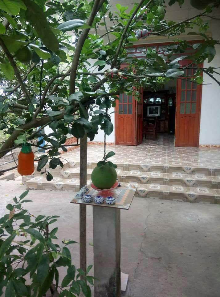 Chết cười với những thảm họa trái cây gốc nhà mình, quả lại mời hàng xóm xơi khiến khổ chủ phải đóng vai người phán xử