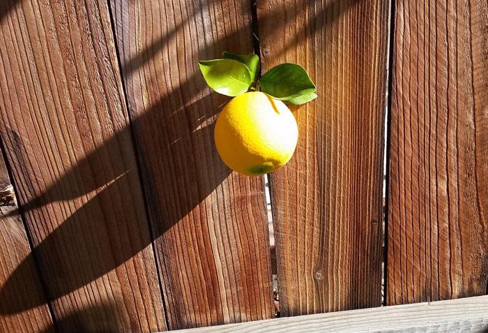 Chết cười với những thảm họa trái cây gốc nhà mình, quả lại mời hàng xóm xơi khiến khổ chủ phải đóng vai người phán xử