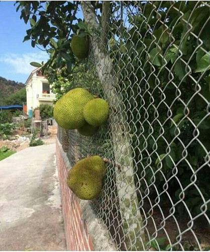 Chết cười với những thảm họa trái cây gốc nhà mình, quả lại mời hàng xóm xơi khiến khổ chủ phải đóng vai người phán xử