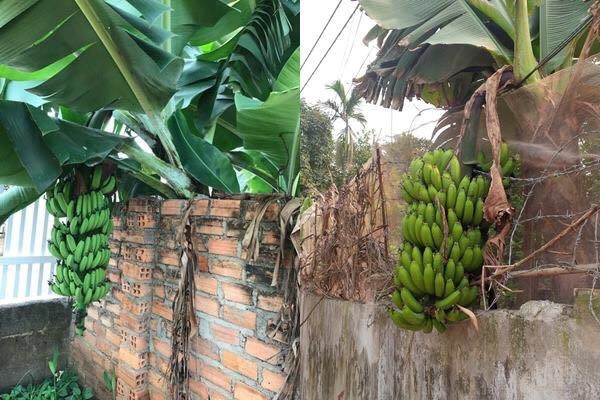 Chết cười với những thảm họa trái cây gốc nhà mình, quả lại mời hàng xóm xơi khiến khổ chủ phải đóng vai người phán xử