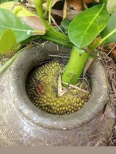 Chết cười với những thảm họa trái cây gốc nhà mình, quả lại mời hàng xóm xơi khiến khổ chủ phải đóng vai người phán xử