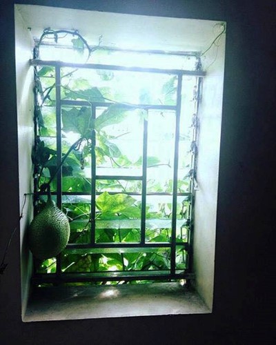 Chết cười với những thảm họa trái cây gốc nhà mình, quả lại mời hàng xóm xơi khiến khổ chủ phải đóng vai người phán xử