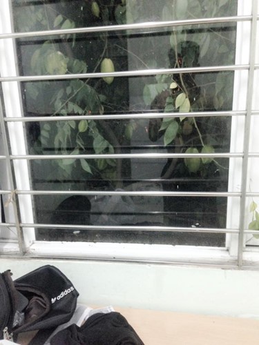 Chết cười với những thảm họa trái cây gốc nhà mình, quả lại mời hàng xóm xơi khiến khổ chủ phải đóng vai người phán xử