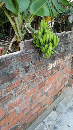 Chết cười với những thảm họa trái cây gốc nhà mình, quả lại mời hàng xóm xơi khiến khổ chủ phải đóng vai người phán xử