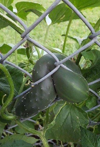 Chết cười với những thảm họa trái cây gốc nhà mình, quả lại mời hàng xóm xơi khiến khổ chủ phải đóng vai người phán xử