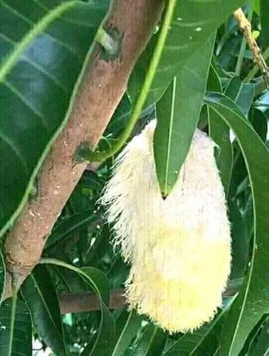 Chết cười với những thảm họa trái cây gốc nhà mình, quả lại mời hàng xóm xơi khiến khổ chủ phải đóng vai người phán xử