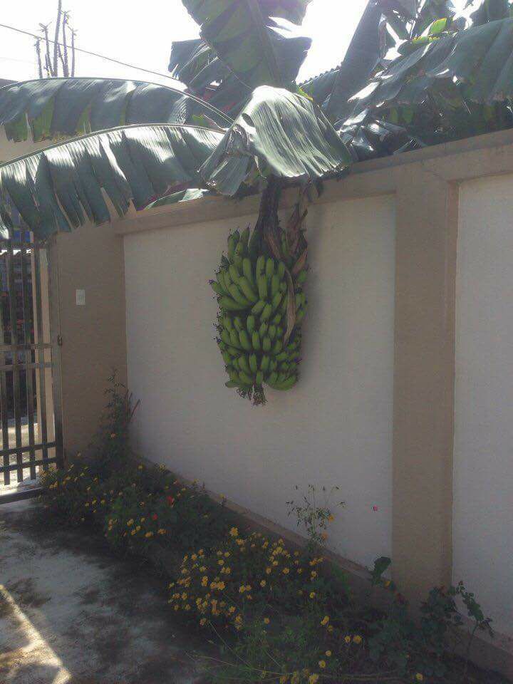 Chết cười với những thảm họa trái cây gốc nhà mình, quả lại mời hàng xóm xơi khiến khổ chủ phải đóng vai người phán xử