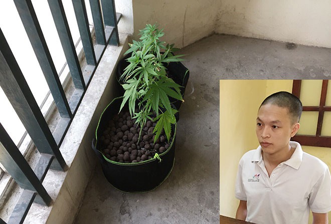 Thuê chung cư giá 7 triệu đồng để trồng cần sa