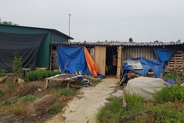 Hợp nhất HN: Không dám dựng vợ, gả chồng cho con vì dự án treo