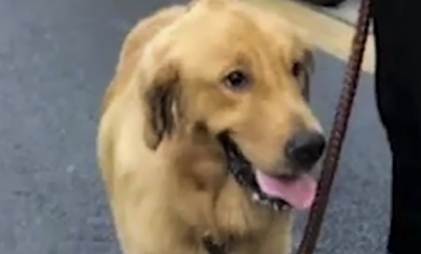 Chó bị xe Lamborghini đâm, chủ phải đền 6.600 USD