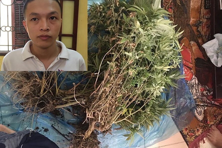 Tinh vi thủ đoạn trồng cần sa trong căn hộ chung cư thuê giữa Hà Nội