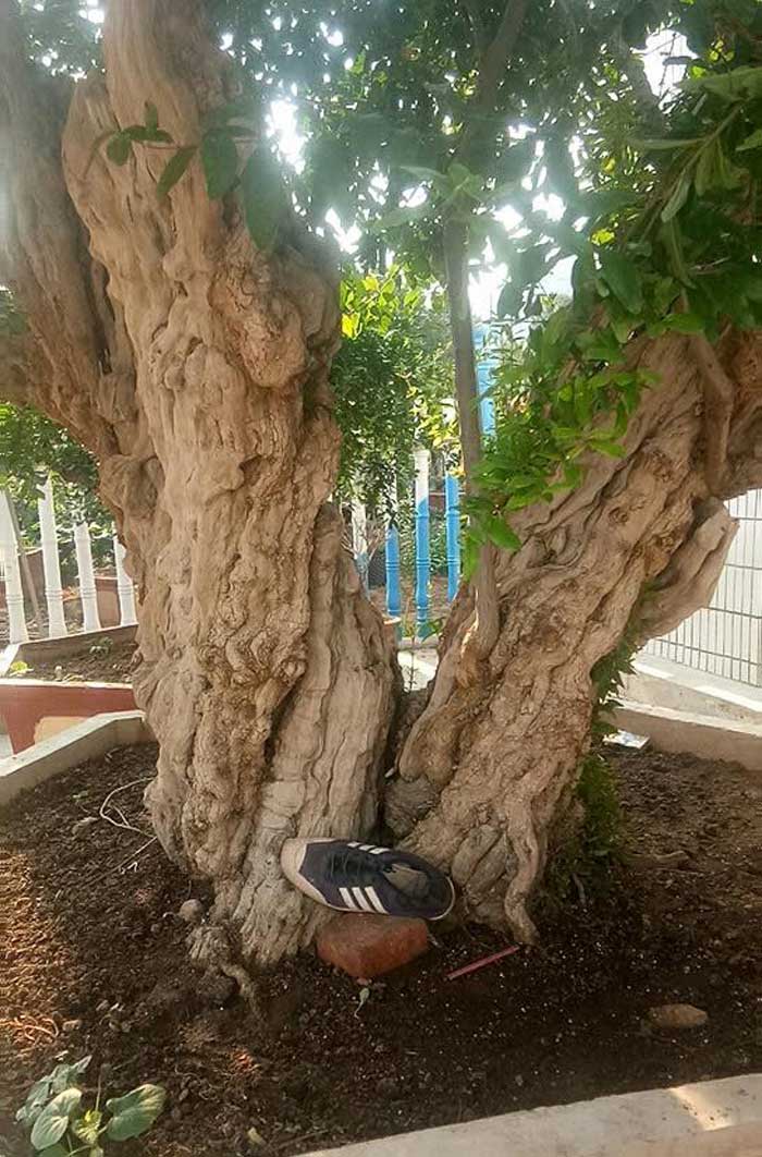 Lựu hoàng đế 600 năm tuổi: Ngã giá 10 tỷ, đại gia Thượng Hải bị từ chối