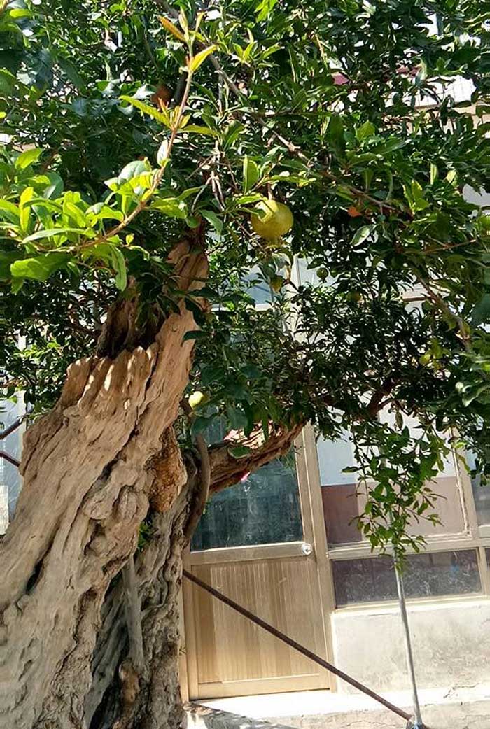 Lựu hoàng đế 600 năm tuổi: Ngã giá 10 tỷ, đại gia Thượng Hải bị từ chối