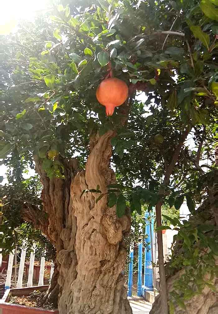 Lựu hoàng đế 600 năm tuổi: Ngã giá 10 tỷ, đại gia Thượng Hải bị từ chối