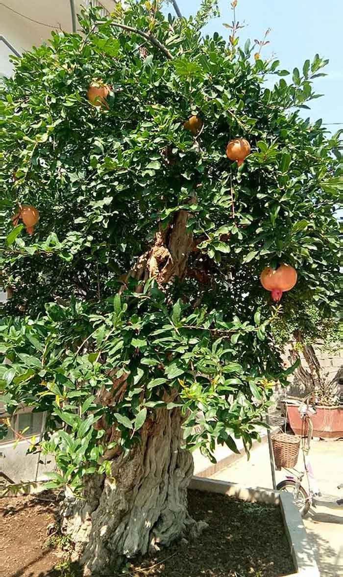 Lựu hoàng đế 600 năm tuổi: Ngã giá 10 tỷ, đại gia Thượng Hải bị từ chối