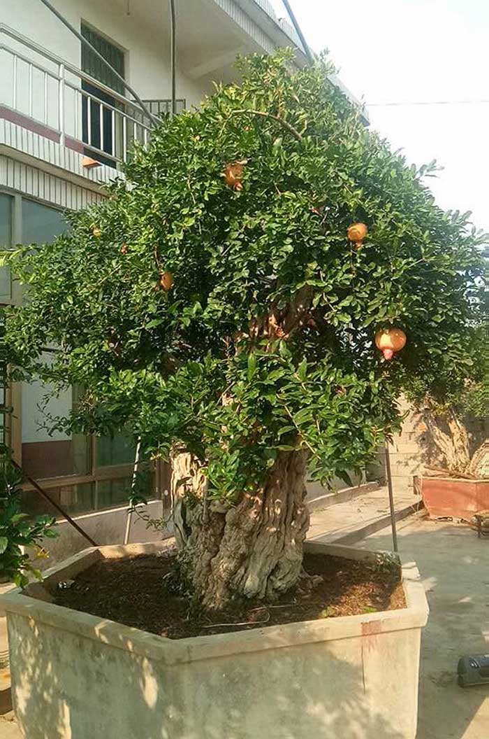 Lựu hoàng đế 600 năm tuổi: Ngã giá 10 tỷ, đại gia Thượng Hải bị từ chối