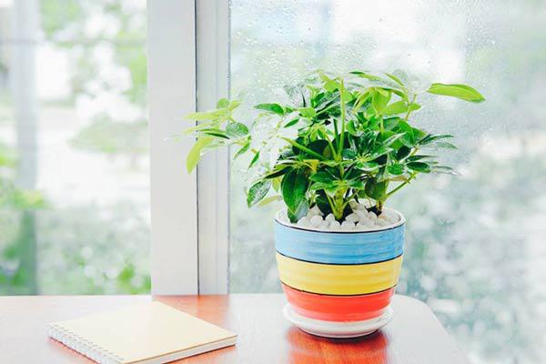 Cách trồng cây ngũ gia bì làm đẹp nhà, tăng tài vận và bảo vệ sức khỏe gia đình