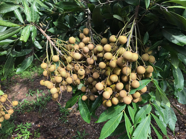 Người dân Hưng Yên đứng ngồi không yên vì... nhãn được mùa