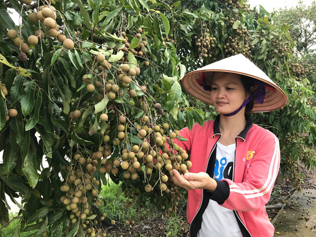 Người dân Hưng Yên đứng ngồi không yên vì... nhãn được mùa