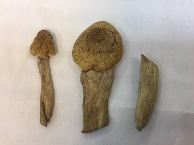 Bộ Công an xác minh nấm thần chứa ma túy