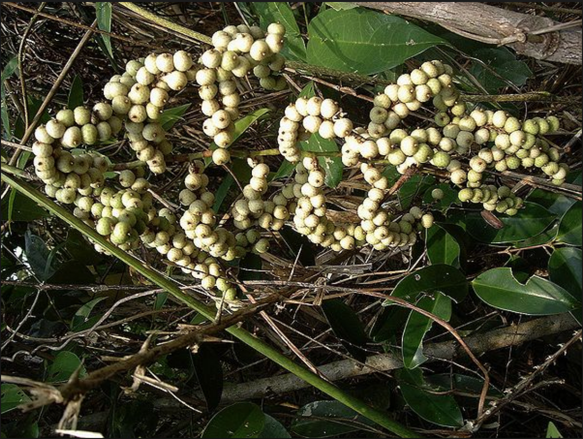 Những cực phẩm quà vặt 100% thiên nhiên mà thế hệ 8, 9x không bao giờ quên