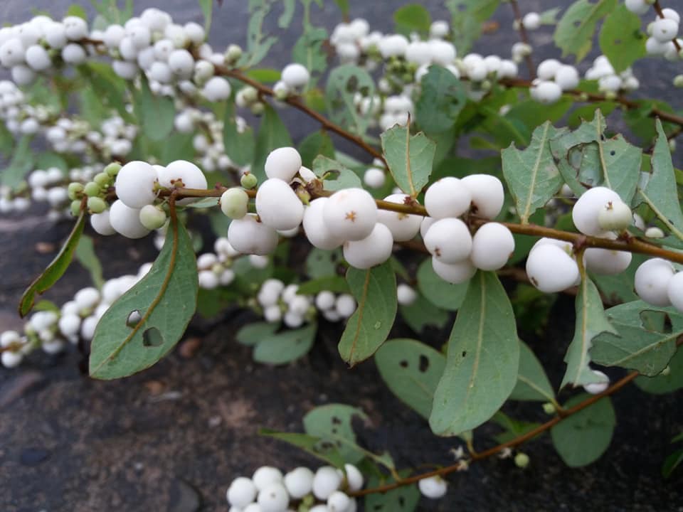 Những cực phẩm quà vặt 100% thiên nhiên mà thế hệ 8, 9x không bao giờ quên