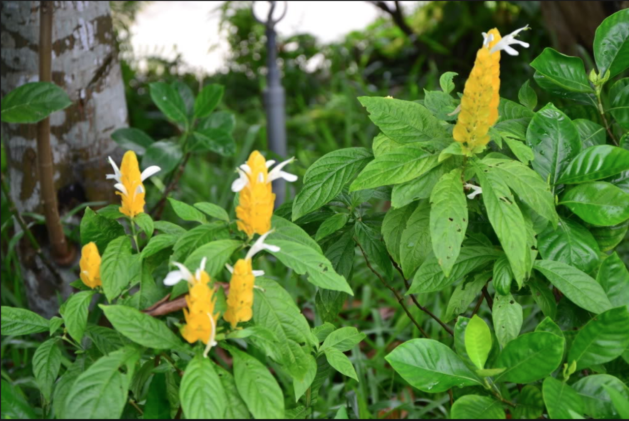 Những cực phẩm quà vặt 100% thiên nhiên mà thế hệ 8, 9x không bao giờ quên