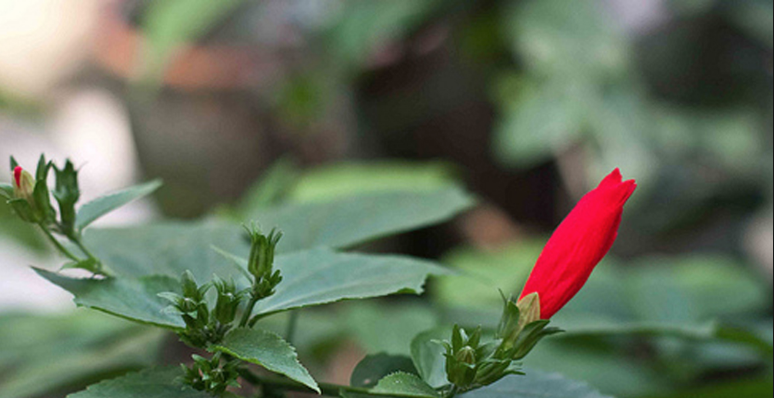 Những cực phẩm quà vặt 100% thiên nhiên mà thế hệ 8, 9x không bao giờ quên