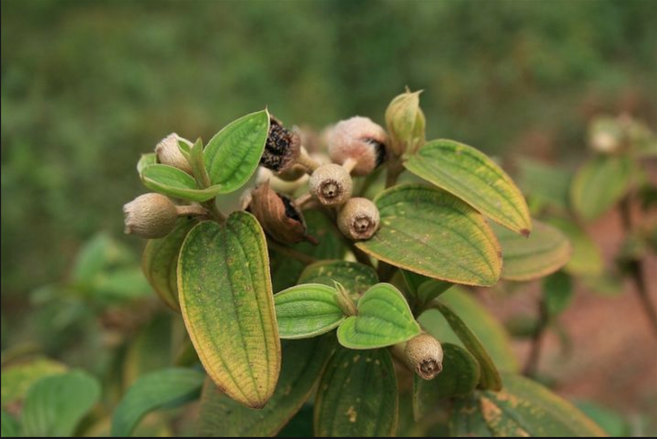 Những cực phẩm quà vặt 100% thiên nhiên mà thế hệ 8, 9x không bao giờ quên