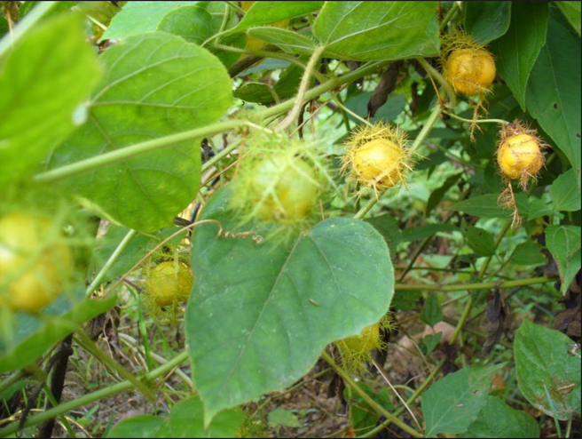 Những cực phẩm quà vặt 100% thiên nhiên mà thế hệ 8, 9x không bao giờ quên