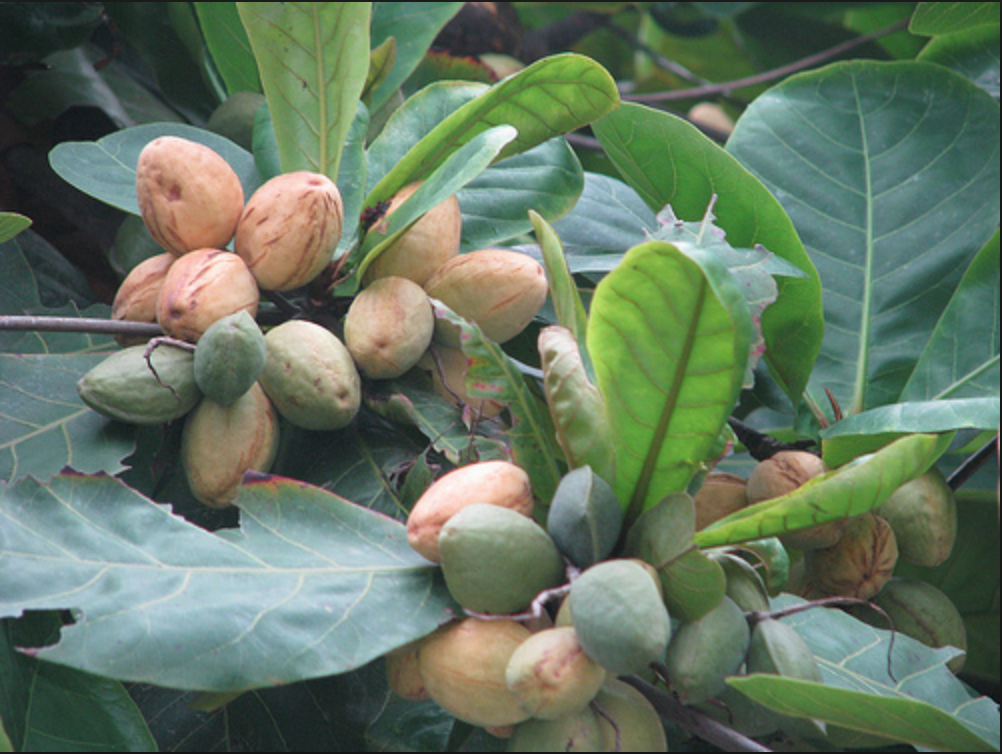 Những cực phẩm quà vặt 100% thiên nhiên mà thế hệ 8, 9x không bao giờ quên