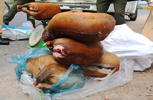 Xe khách bị phát hiện chở 9 xác động vật hoang dã