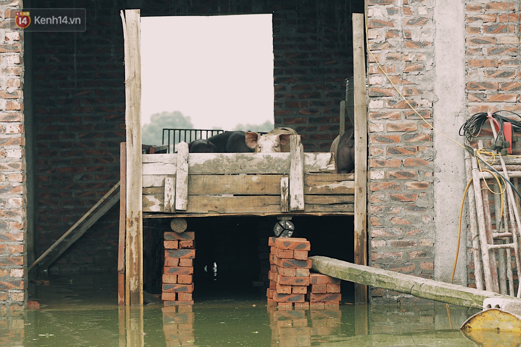 Những ngày lênh đênh ở Chương Mỹ: Trâu bò lặn ngụp, vịt trèo lên những mái nhà khi nước dâng đến tận nóc