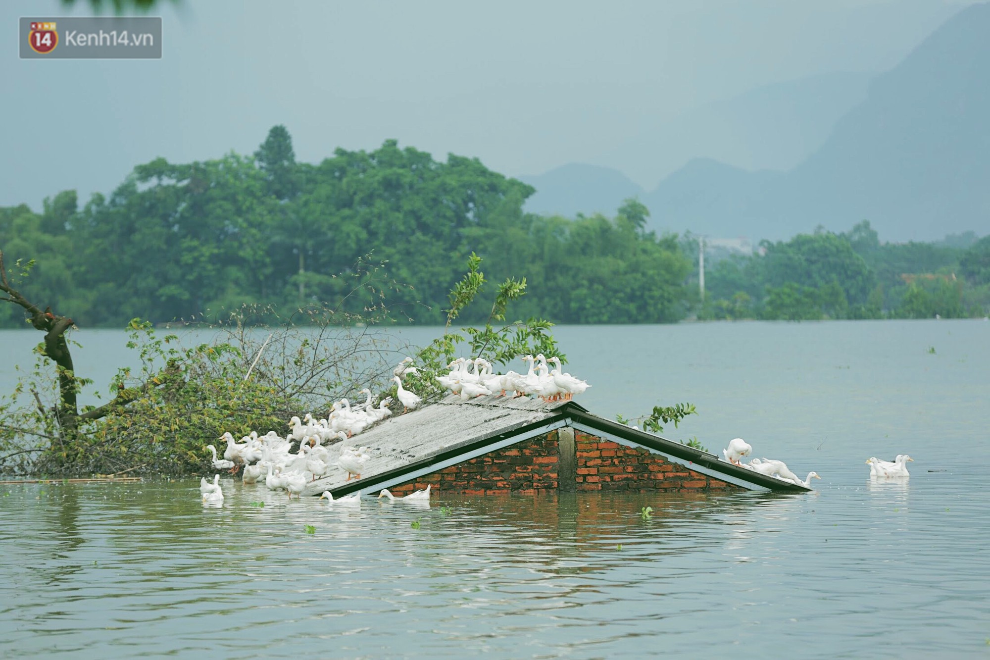 Những ngày lênh đênh ở Chương Mỹ: Trâu bò lặn ngụp, vịt trèo lên những mái nhà khi nước dâng đến tận nóc