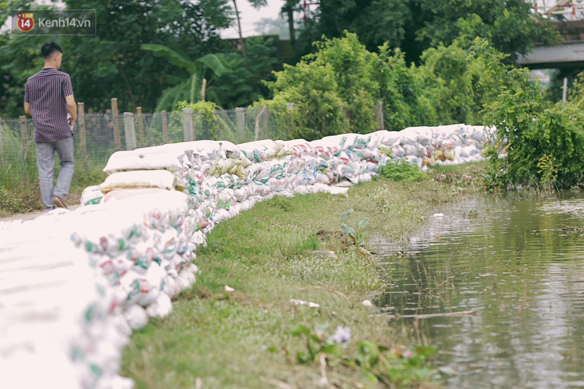 Những ngày lênh đênh ở Chương Mỹ: Trâu bò lặn ngụp, vịt trèo lên những mái nhà khi nước dâng đến tận nóc