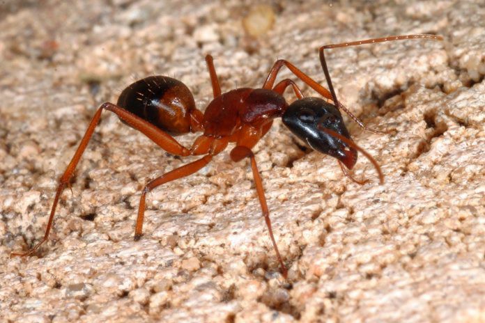 Đã có trường hợp tử vong do kiến lửa đốt, hãy làm theo hướng dẫn này để sơ cứu kịp thời