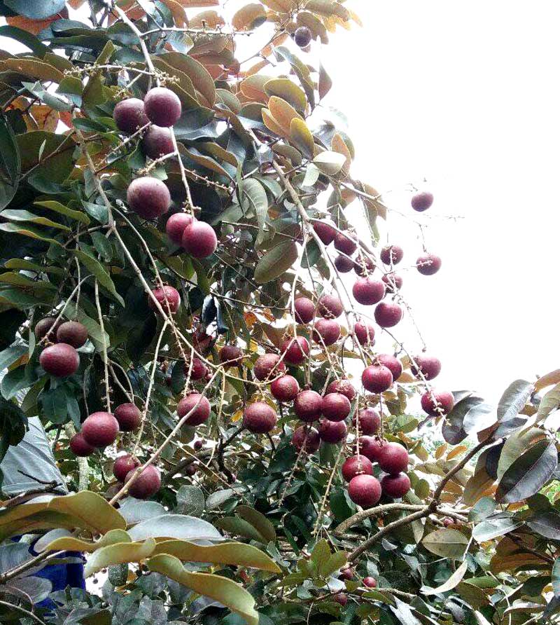 Loại quả duy nhất của Việt Nam khiến Thái Lan lùng mua từng cây