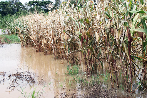 Nước từ Lào tràn về, dân miền Tây không kịp trở tay