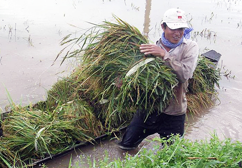 Nước từ Lào tràn về, dân miền Tây không kịp trở tay