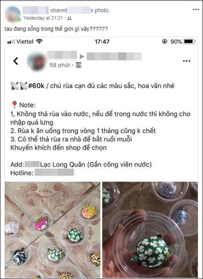 Nở rộ trào lưu bán rùa mini sơn đủ màu trên mạng xã hội, Nhà Rùa học Hà Đình Đức lên tiếng cảnh báo