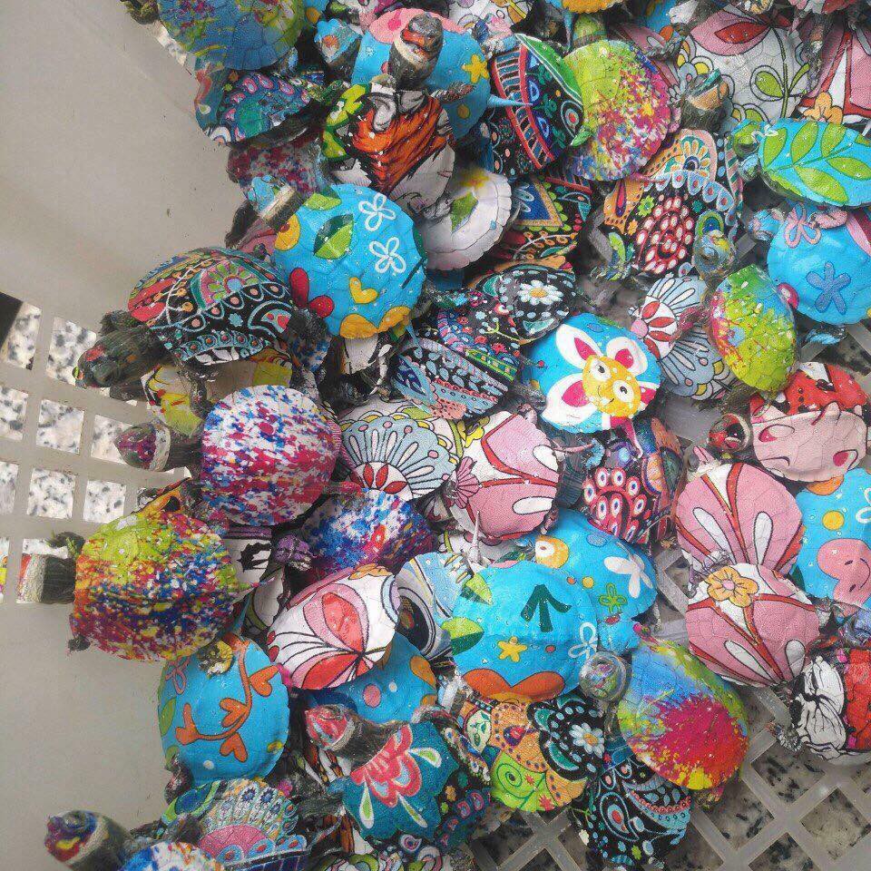 Nở rộ trào lưu bán rùa mini sơn đủ màu trên mạng xã hội, Nhà Rùa học Hà Đình Đức lên tiếng cảnh báo