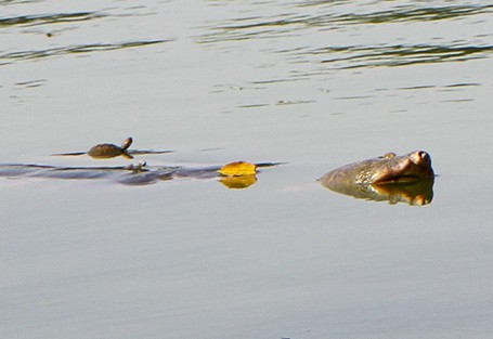 Nở rộ trào lưu bán rùa mini sơn đủ màu trên mạng xã hội, Nhà Rùa học Hà Đình Đức lên tiếng cảnh báo