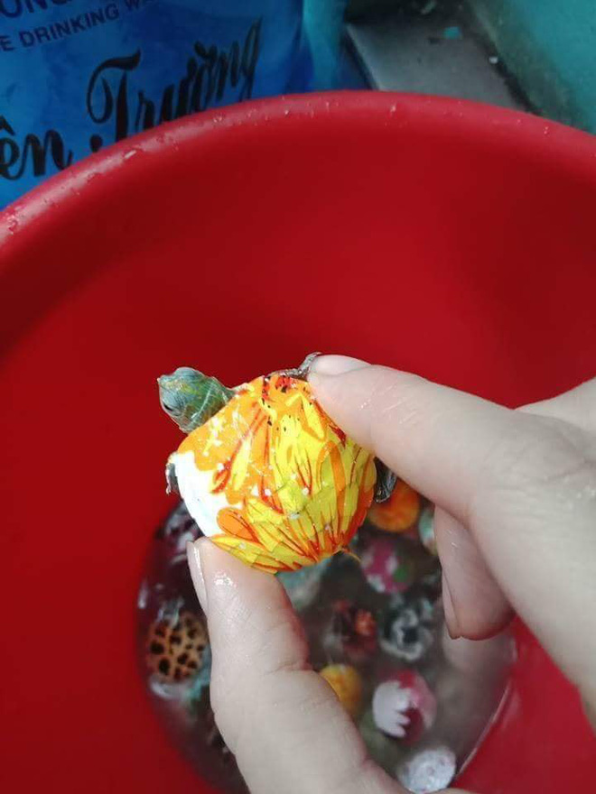 Nở rộ trào lưu bán rùa mini sơn đủ màu trên mạng xã hội, Nhà Rùa học Hà Đình Đức lên tiếng cảnh báo Nở rộ trào lưu bán rùa mini sơn đủ màu trên mạng xã hội, Nhà Rùa học Hà Đình Đức lên tiếng cảnh báo