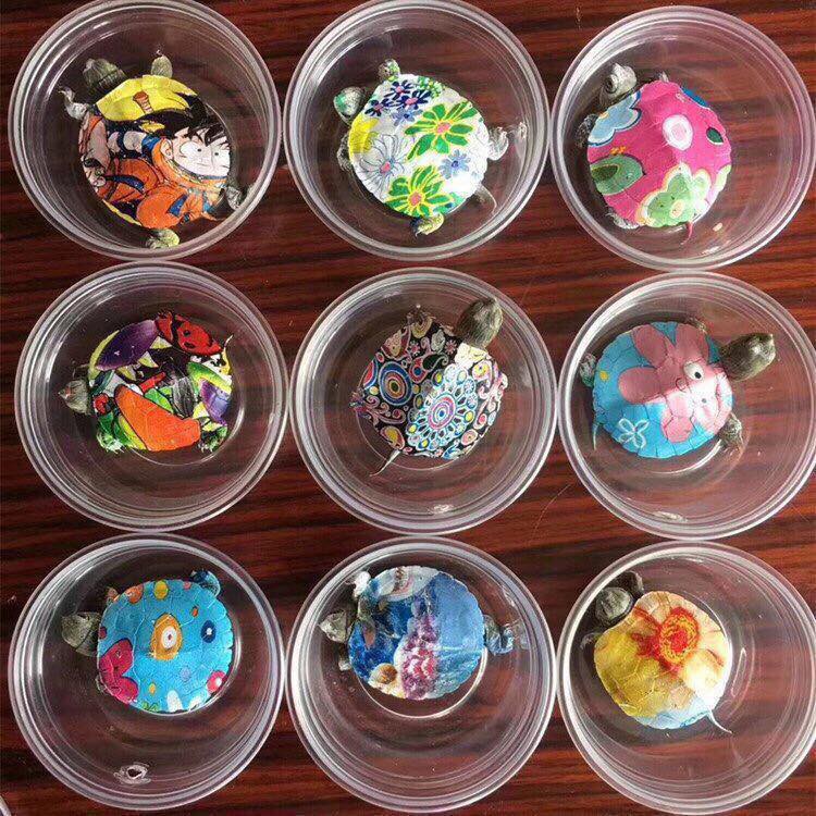 Nở rộ trào lưu bán rùa mini sơn đủ màu trên mạng xã hội, Nhà Rùa học Hà Đình Đức lên tiếng cảnh báo