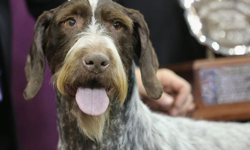 Bé 14 tháng tuổi bị chó nhà cắn chết ở Australia